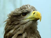 Seeadler - Birds of Prey Park - Co. Clare